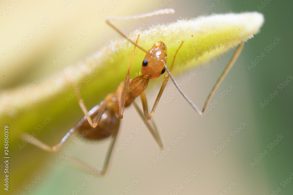 super macro Ant action standing.Ant carry food super macro Ant action standing.Ant carry food