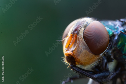Close up super macro of a Dirty House Fly on ,carriers of easily communicable diseases