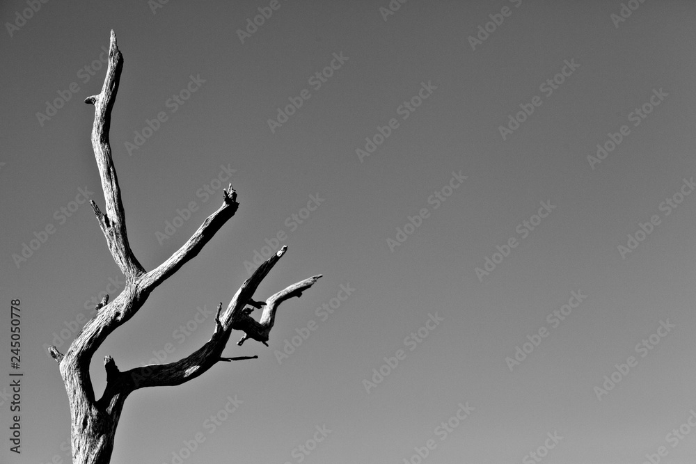 Fototapeta premium Dead Tree in B&W
