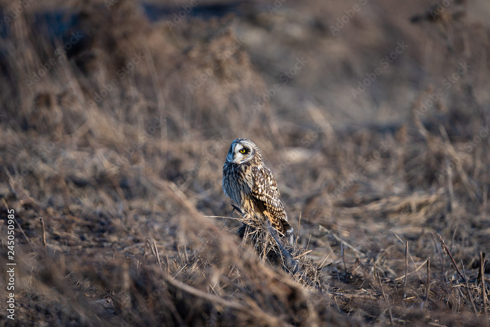 A beautiful owl in a field A beautiful owl in a field