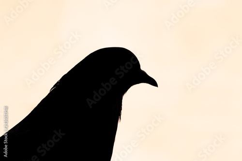 Photography silhouette of feral pigeon city pigeon in stockholm