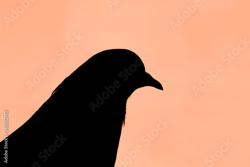 Photography silhouette of feral pigeon city pigeon in stockholm