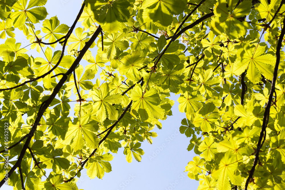 Green young tree