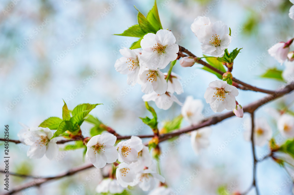 Blooming sakura cherry blossom Blooming sakura cherry blossom