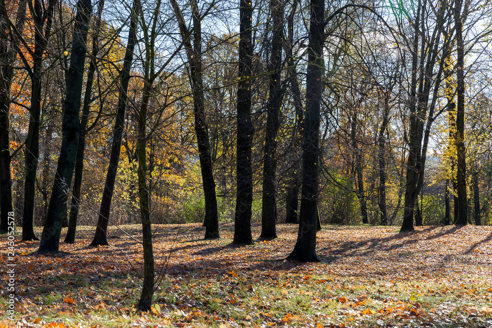 autumn park autumn park