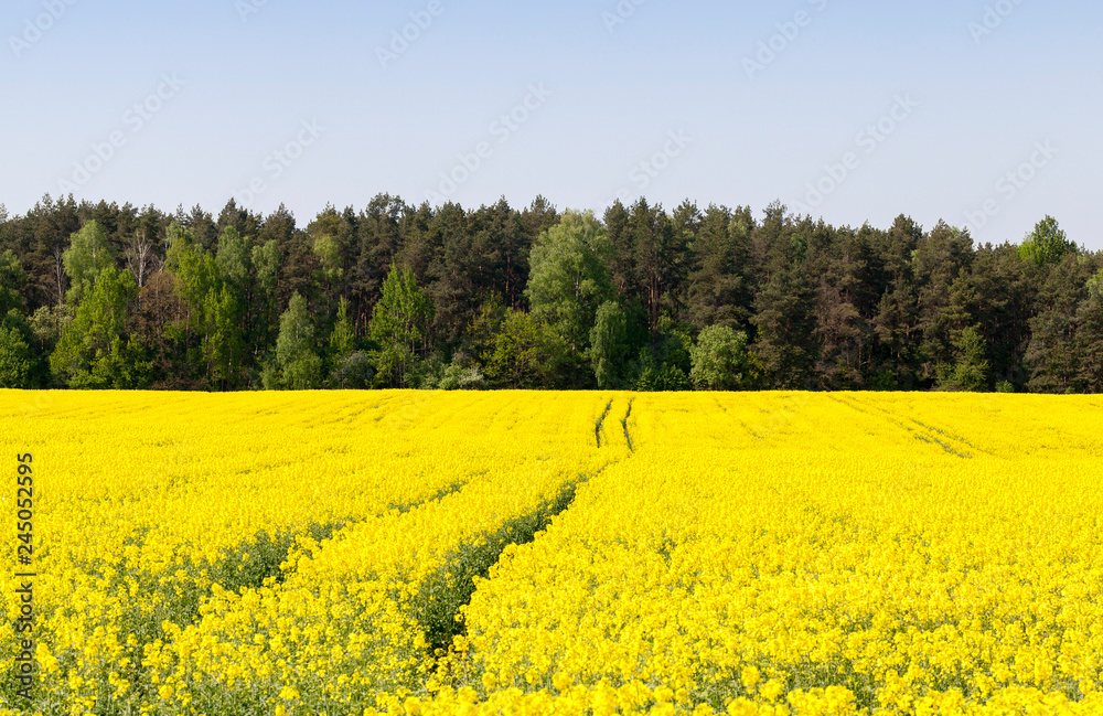 canola yellow field