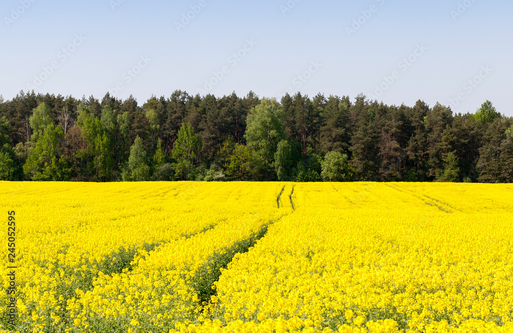 canola yellow field canola yellow field