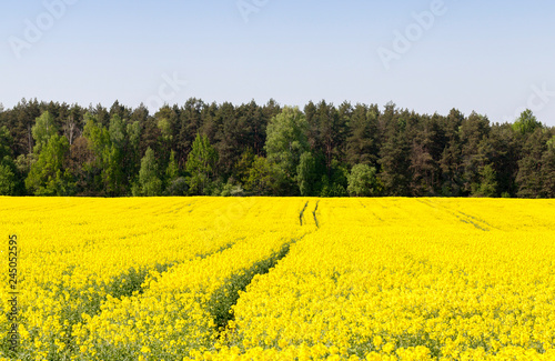 canola yellow field