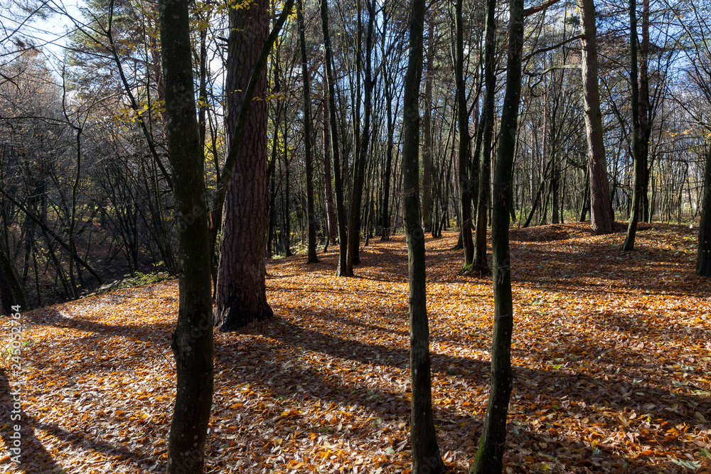 Fototapeta premium autumn forest