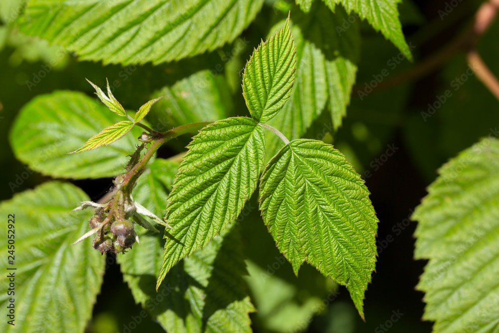 Raspberry foliage Raspberry foliage