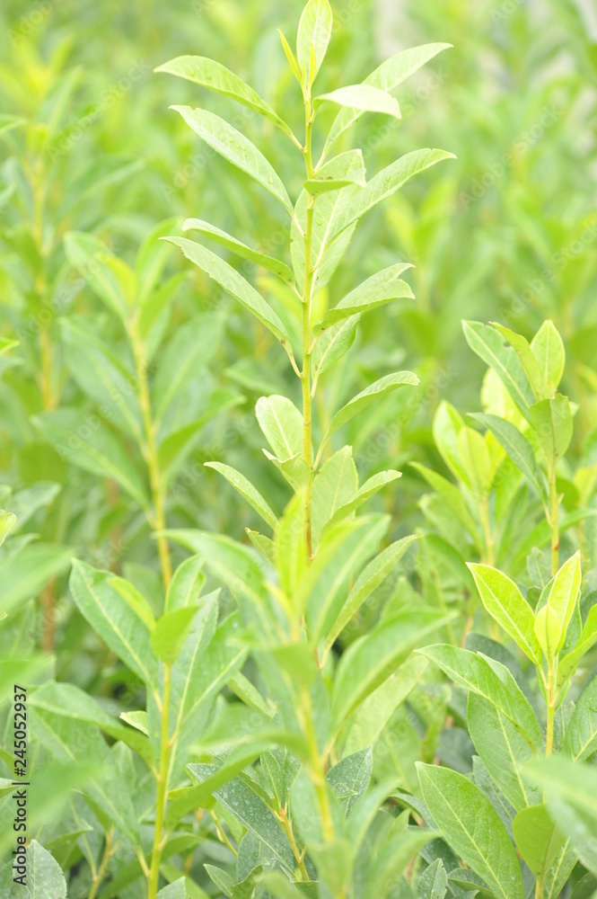 Prunus caucasica Prunus caucasica