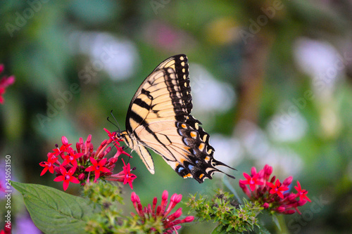 Butterfly in florida