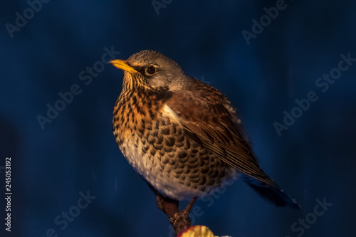 Photography night portrait of fieldfare in winter in stockholm