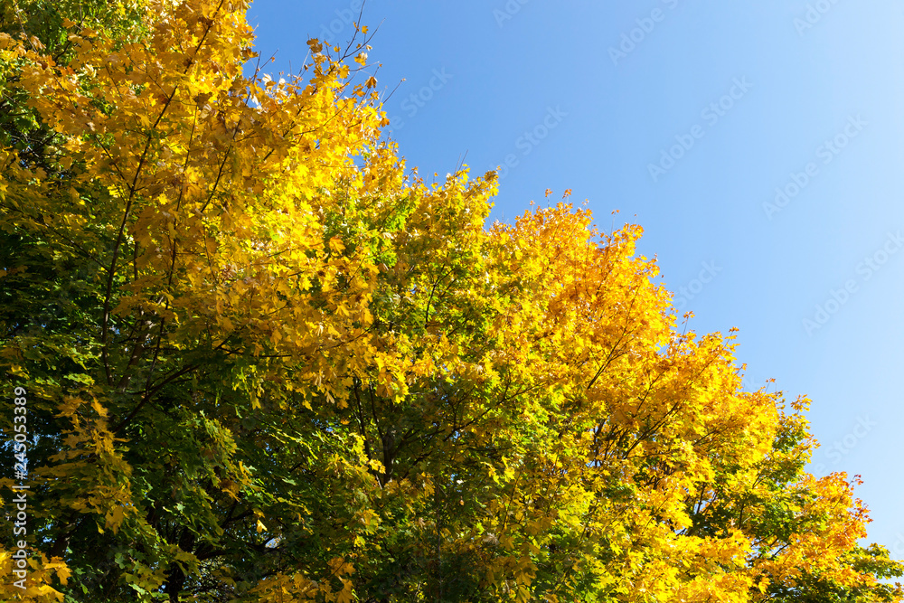 half-yellowed foliage half-yellowed foliage