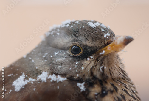 Photography close-up portrait of fieldfare in winter in stockholm