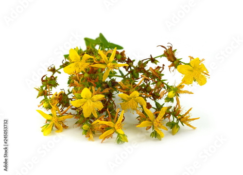 Common St. Johnswort flower ( tutsan ) isolated on white background. Kantarion. photo