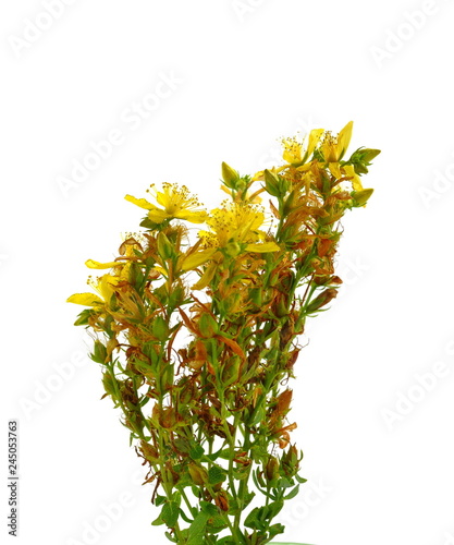 Common St. Johnswort flower ( tutsan ) isolated on white background. Kantarion. photo