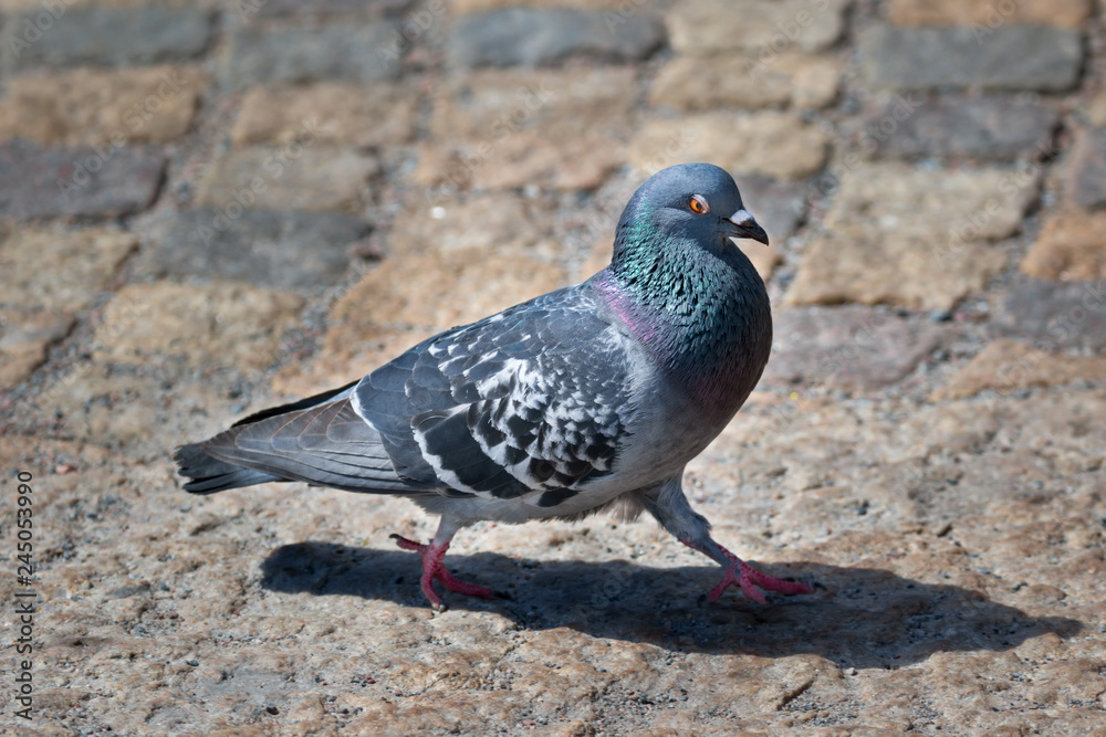 feral pigeon city pigeon in stockholm feral pigeon city pigeon in stockholm