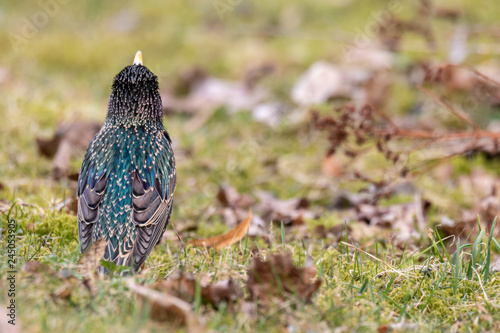 Photography common starling in field in early spring in stockholm