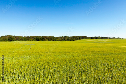 An agricultural field with a crop