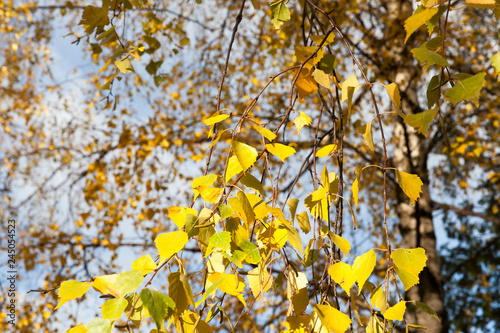 Yellowed leaves of the birch