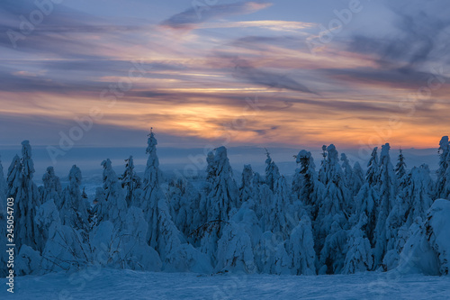 Fotografija Immerse winter scene, pine tree forest covered by snow with colorful cloudscape