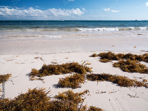 Fototapeta Naklejka Na Ścianę i Meble -  Tropical beach with sargassum algae