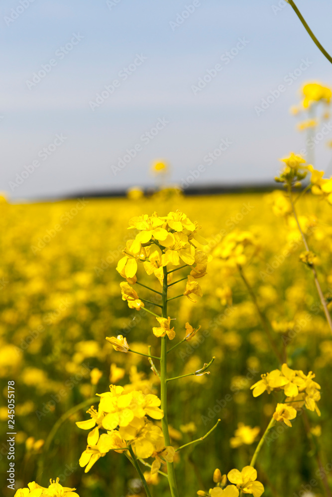 Blooming canola
