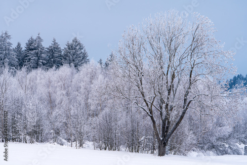 Winterlandschaft mit Bäumen, Wäldern und Sträucher