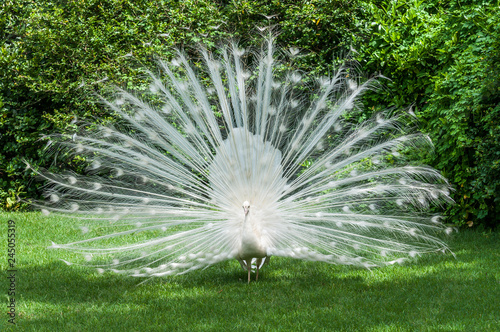White peacock showoff