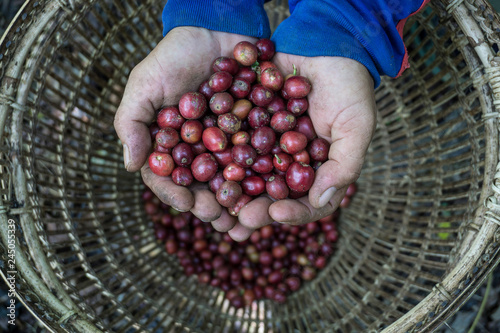 Coffee Berries with the hands
