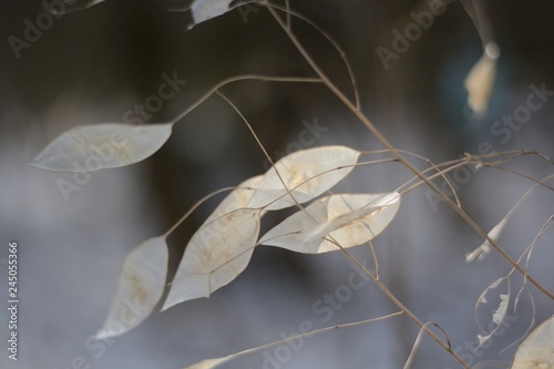 winter plants lunaria photo