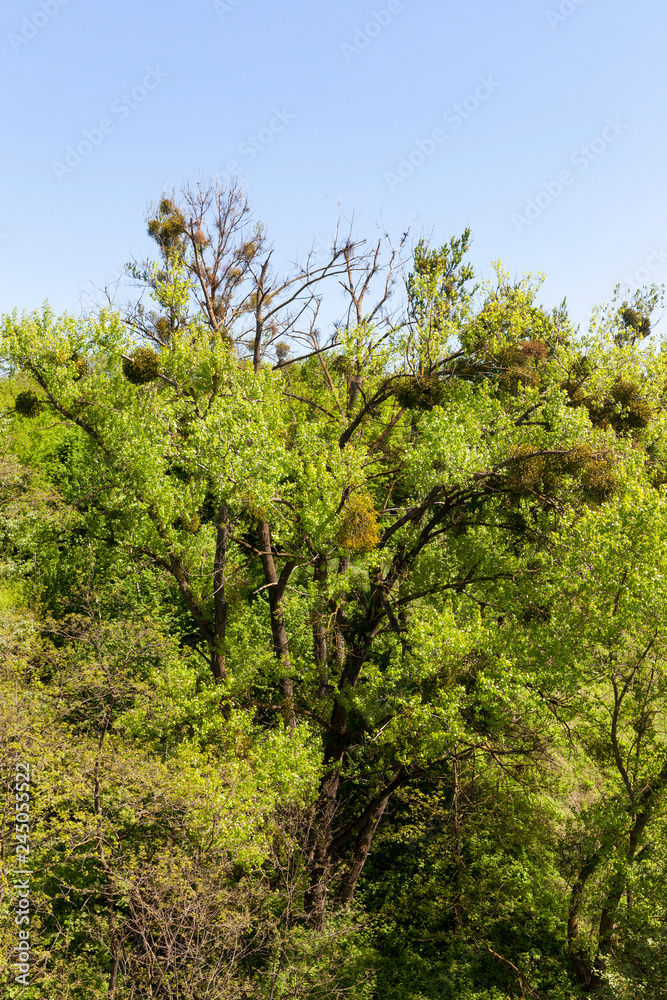 Spring forest landscape mistletoe