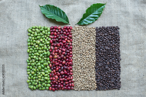 Coffee Berries and Coffee Beans photo