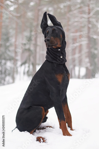 Young black and tan Doberman dog with cropped ears sitting on a snow wearing a full face dog winter hat with ears cover