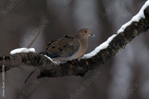 Evening Mouring Dove photo