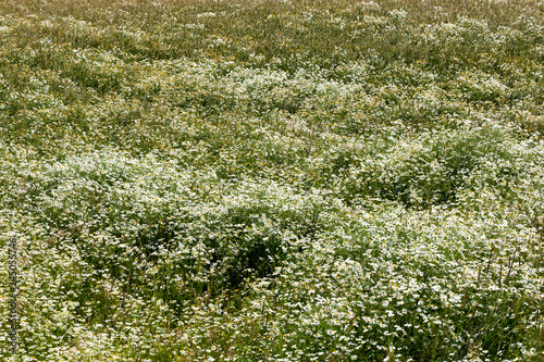 chamomile medicinal fields