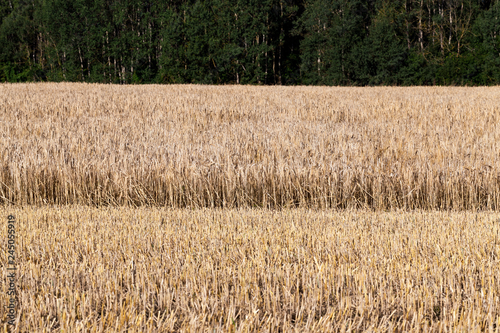 Fototapeta premium Harvesting field