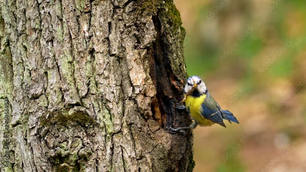 Eurasian blue tit (Cyanistes caeruleus) feeding chicks in nest Eurasian blue tit (Cyanistes caeruleus) feeding chicks in nest