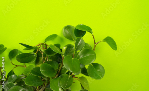 Peperomia home flower of green color. lime background. photo