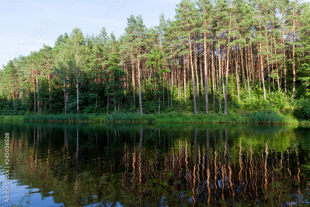 forest Reflection