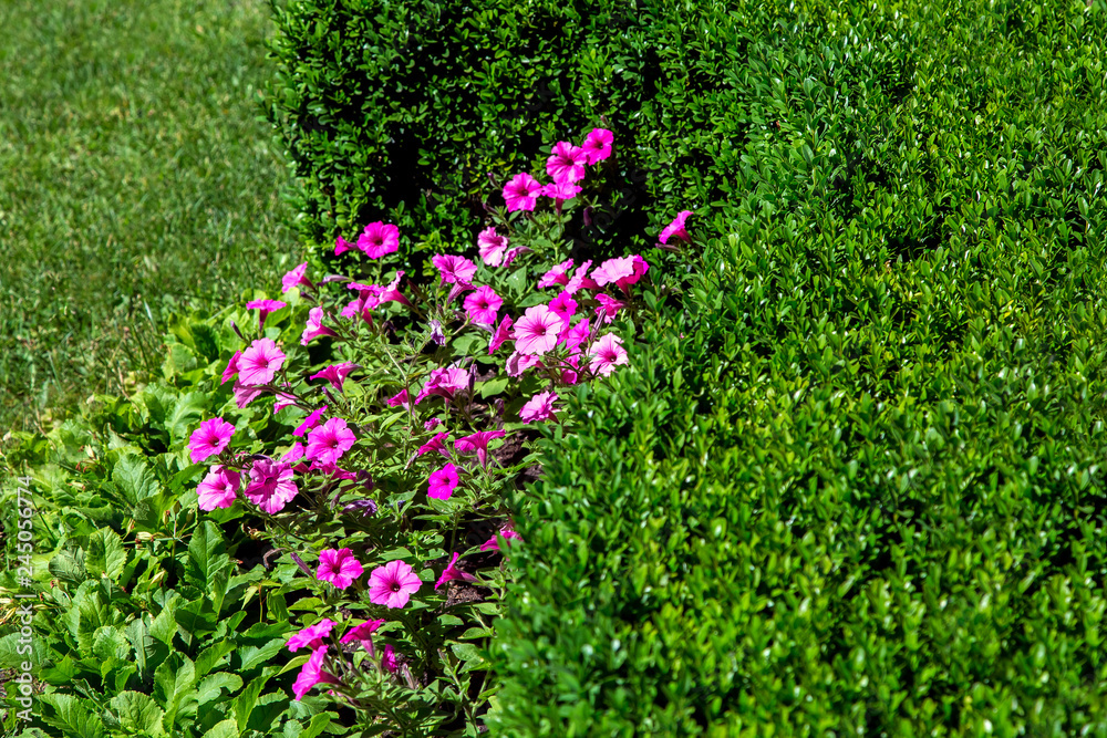 Pink flower with flowering in a flowerbed with a lawn and hedges from boxwood bushes on a sunny summer day. Pink flower with flowering in a flowerbed with a lawn and hedges from boxwood bushes on a sunny summer day.