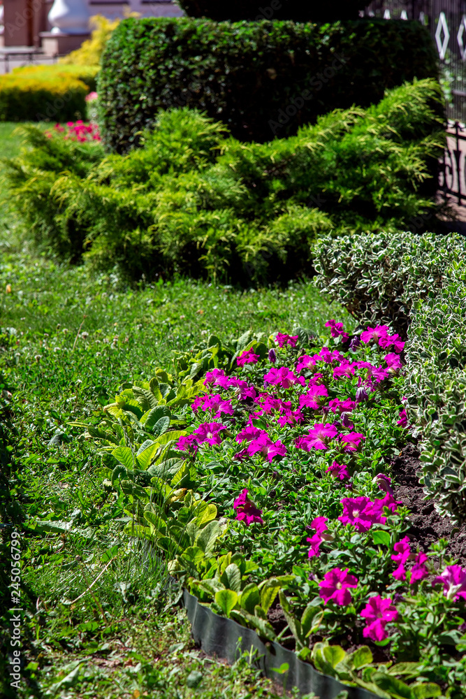 Flowerbed with blooming pink flowers green leaves and trimmed bushes, close-up of plants vertical background. Flowerbed with blooming pink flowers green leaves and trimmed bushes, close-up of plants vertical background.