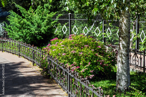 a flower bed with plants surrounded by an iron fence surrounded by a pedestrian path, green bushes with red flowers and a tree trunk.