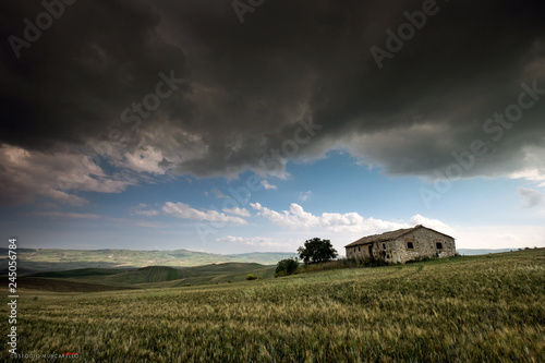 CAMPI DI GRANO