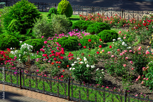 flowerbed with landscaping bush roses with buds and evergreen round bushes behind a black iron fence.