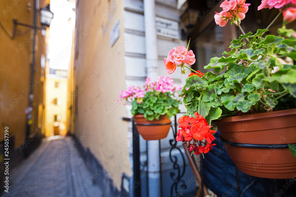 Streets decorated with flowers in pot in Tallinn Streets decorated with flowers in pot in Tallinn