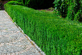 Boxwood is a square-shaped hedge along a path of square decorative stone in perspective.