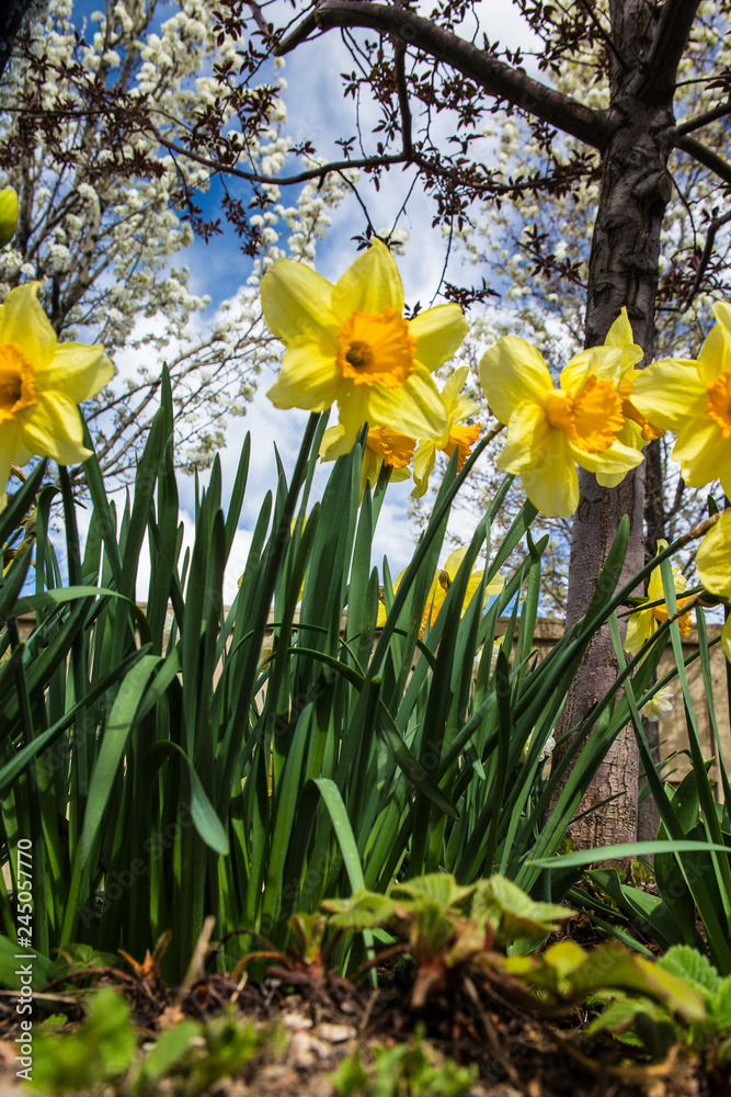 Fototapeta premium Spring Daffodils