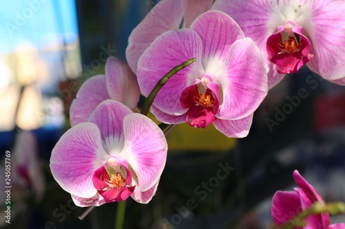 pink orchid flower in tropical